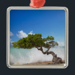 Ornamento De Metal Divi Divi Tree, Eagle Beach, Aruba, Caribe<br><div class="desc">COPYRIGHT Paul Thompson / DanitaDelimont.com| CA04 PTH0005.jpg| Divi Divi Tree,  Eagle Beach,  Aruba,  Caribe</div>