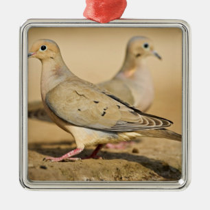 Ornamento De Metal Doentes adultos com Doença de Luto (Zenaida macrou