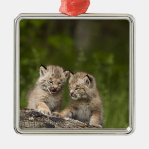 Ornamento De Metal Dois gatinhos do lince de Canadá que jogam em um