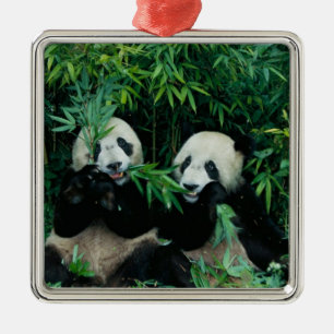 Ornamento De Metal Dois pandas comendo bambu juntos, Wolong, 2