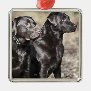 Ornamento De Metal Dois retrievers de Labrador pretos