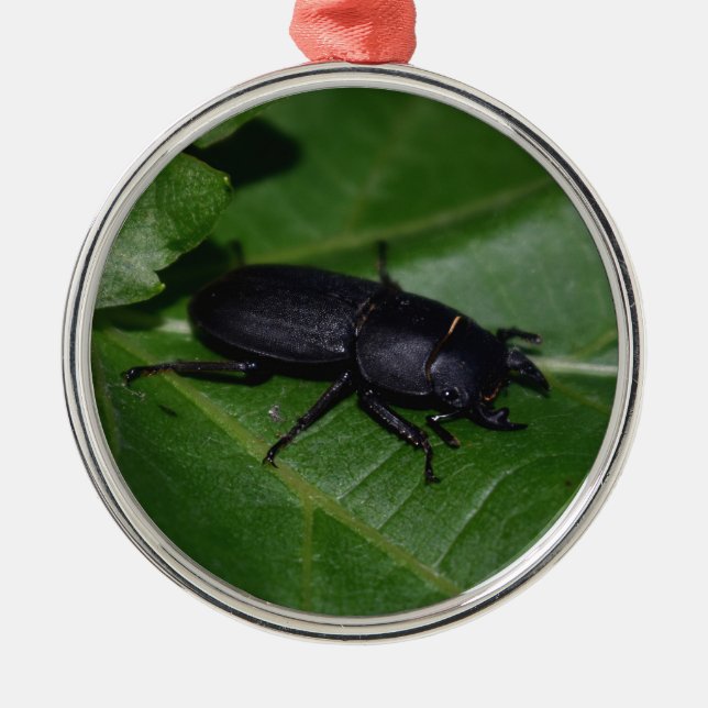 Ornamento De Metal Dorcus parallelipipedus , o besouro-veado menor (Frente)