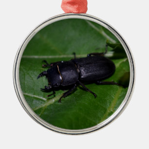 Ornamento De Metal Dorcus parallelipipedus , o besouro-veado menor