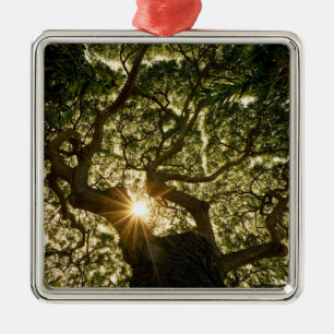 Ornamento De Metal Dossel de árvore Sunstar do Banyan