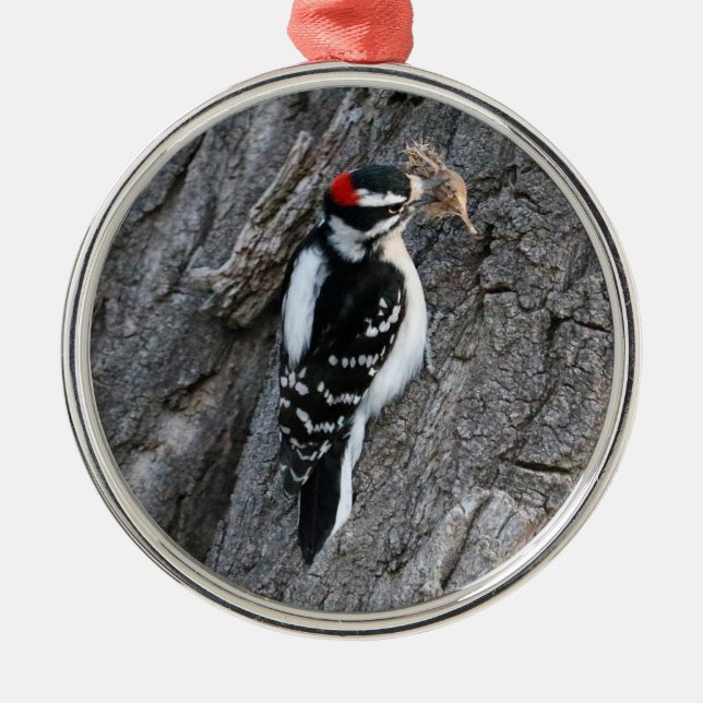 Ornamento De Metal Downey Woodpecker (Frente)