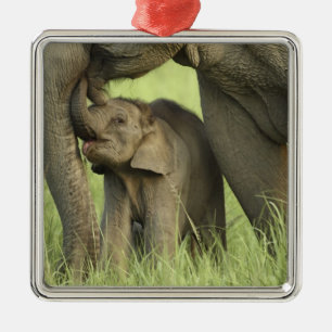 Ornamento De Metal Elefante indiano / asiático e filhote, Corbett 2