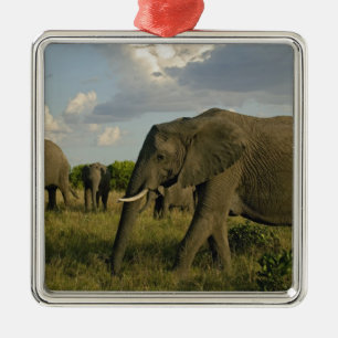 Ornamento De Metal Elefantes africanos pastando, Loxodonta africana,