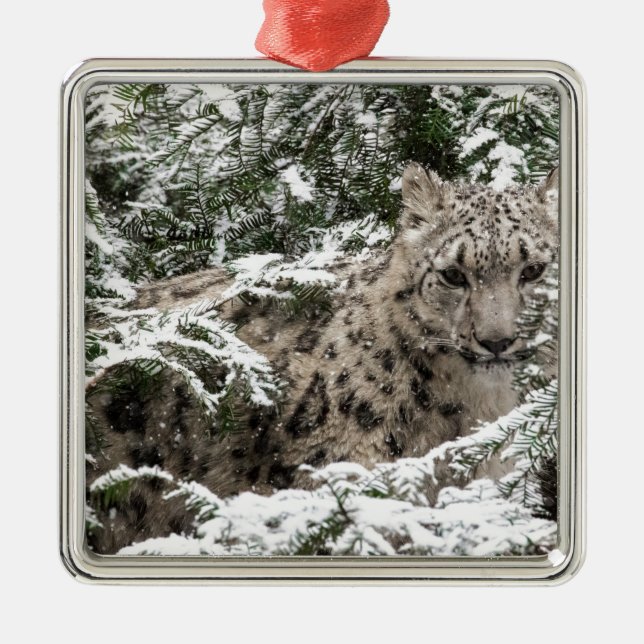 Ornamento De Metal Esconder de Cub do leopardo de neve (Frente)