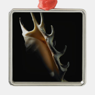 Ornamento De Metal Escudo do Conch