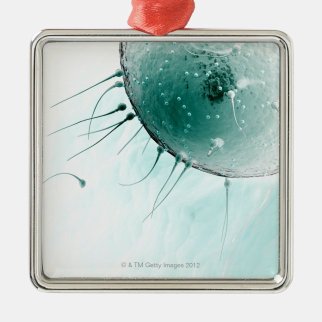 Ornamento De Metal Esperma que fertiliza um óvulo (Frente)