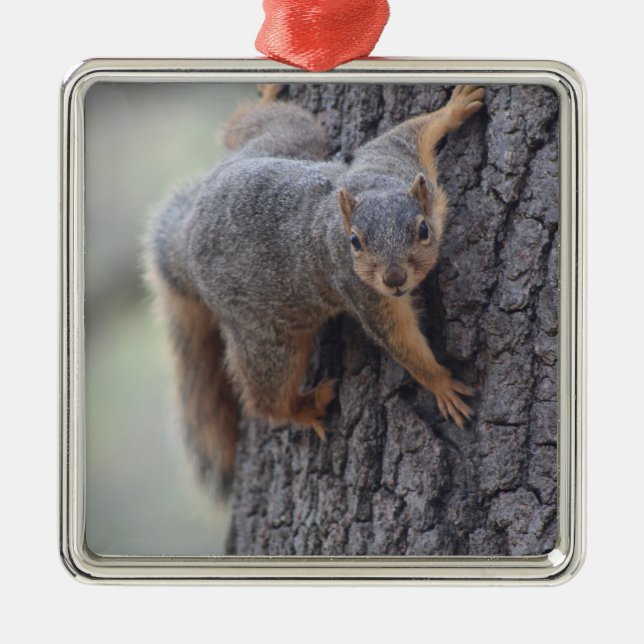 Ornamento De Metal Esquilo aderindo-se (Frente)