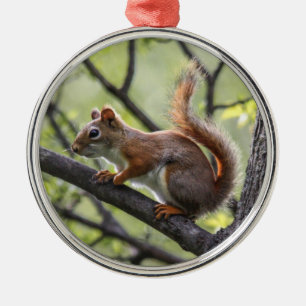 Ornamento De Metal Esquilo vermelho