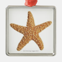 Estrela do mar no branco