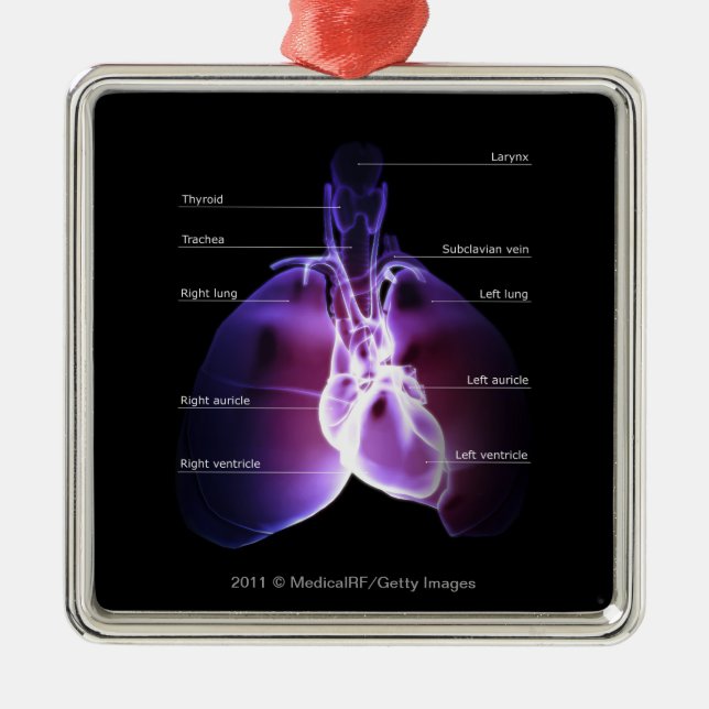 Ornamento De Metal Estrutura do coração e dos pulmões (Frente)