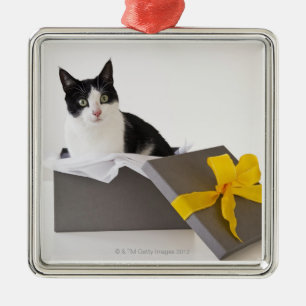 Ornamento De Metal Estúdio disparado do gato preto e branco na caixa
