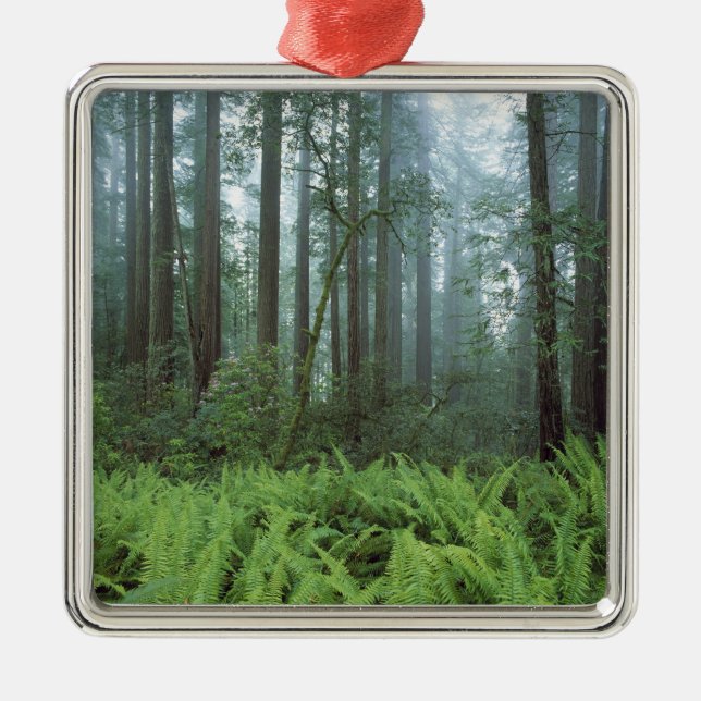 Ornamento De Metal EUA, Califórnia, Redwood NP. Ferns e (Frente)