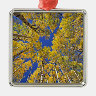 Ornamento De Metal EUA, Colorado, área de Aspen. Floresta de álamo no