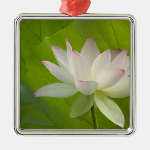 Ornamento De Metal EUA, DC, Washington, Kenilworth Aquatic