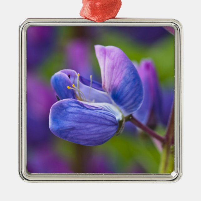 Ornamento De Metal EUA, Maine, Acadia National Park. Encerramento de (Frente)