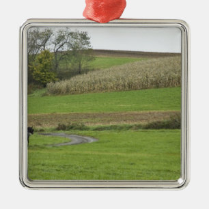 Ornamento De Metal EUA, nordeste de Ohio. Bugue Amish em fazenda