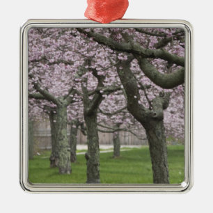 Ornamento De Metal EUA, Nova York, East Hampton. Árvores de cereja e
