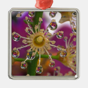 Ornamento De Metal EUA, Oregon, Portland. Flores de Cosmos refletem e