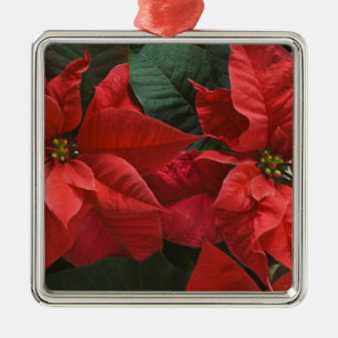 Ornamento De Metal EUA, WA, Detalhe da Poinsettia Vermelha (Euphorbia