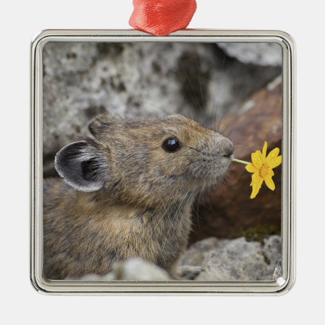 Ornamento De Metal EUA, Washington, North Cascades National Park, (Frente)