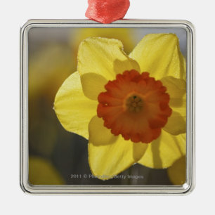 Ornamento De Metal Feche acima Daffodil amarelo/alaranjado