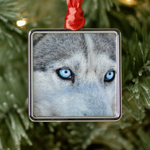 Ornamento De Metal Feche o Husky siberiano com Olhos Azuis