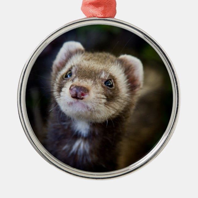 Ornamento De Metal Ferret (Frente)