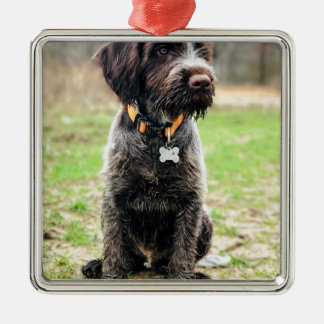 Ornamento De Metal Filhote de cachorro apontar Griffon Wirehaired