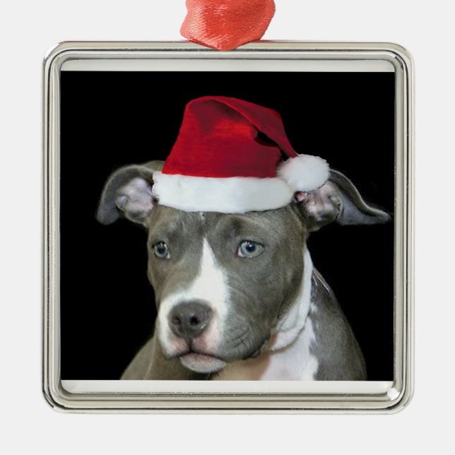 Ornamento De Metal Filhote de cachorro azul do pitbull do Natal (Frente)