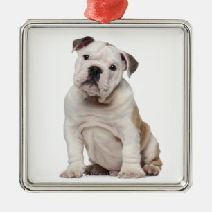 Ornamento De Metal Filhote de cachorro inglês do buldogue (2 meses