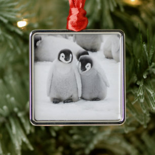 Ornamento De Metal Filhotes de Pinguim-Imperador no Gelo na Antártida