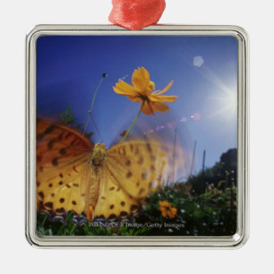 Ornamento De Metal Fim-acima da borboleta, batendo as asas