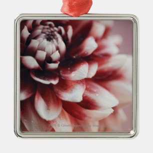 Ornamento De Metal Fim-acima de gotas da água em uma flor