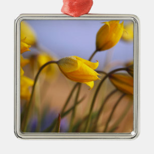 Ornamento De Metal Fim-acima dos daffodils