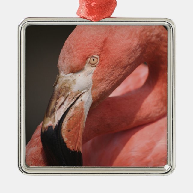 Ornamento De Metal Flamingo chileno, Phoenicopterus chilensis (Frente)