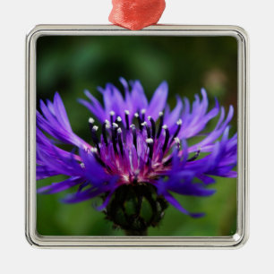 Ornamento De Metal Flor de Centaurea Azul Florescem Paz Amor Destino
