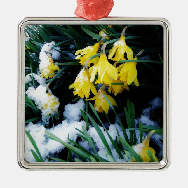 Ornamento De Metal Flores amarelas Daffodils na neve (Frente)