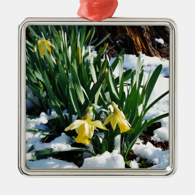 Ornamento De Metal Flores amarelas Daffodils na neve (Frente)