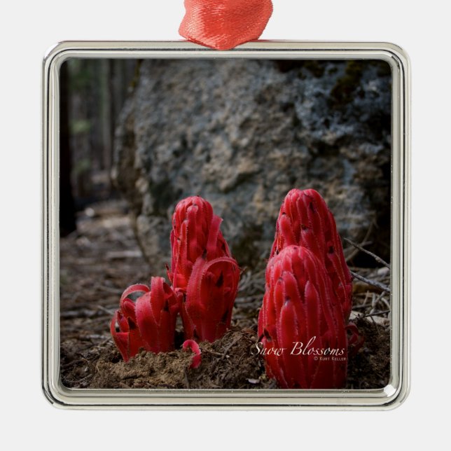 Ornamento De Metal Flores de Neve (Frente)