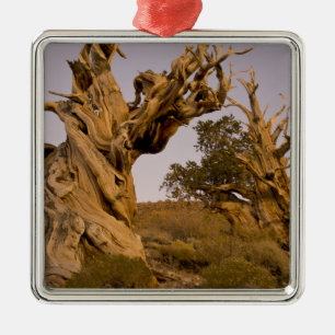 Ornamento De Metal Floresta Antiga de Bristlecone, Montanhas Brancas,