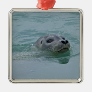 Ornamento De Metal Foca-comum nadando no lago glacial Jokulsarlon