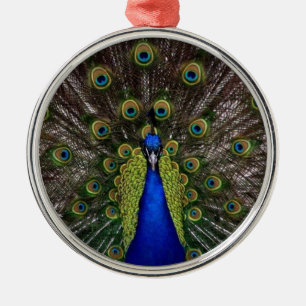 Ornamento De Metal Foto de exibição de penas de pavão