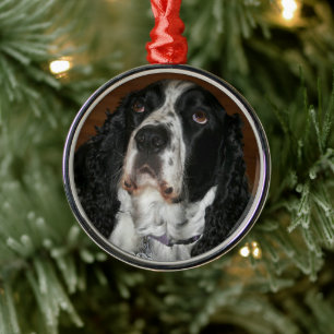 Ornamento De Metal Foto de Pet do Spinger Spaniel Inglês