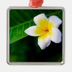 Ornamento De Metal Fotografia de Flor de Plumeria