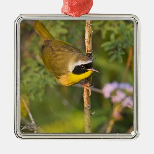 Ornamento De Metal Frequentes Yellowthroat Geothlypis trichas), macho (Frente)