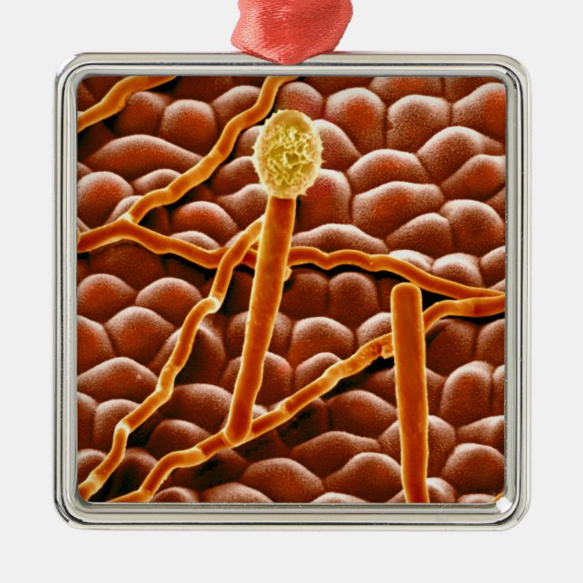 Ornamento De Metal Fungo do oídio pulverulento na poinsétia (Frente)